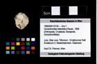 Foto (Objekt + Etikett) von Goniodromites bidentatus (Reuss, 1858)  (NHMW-GEO-1990-0041-3134)